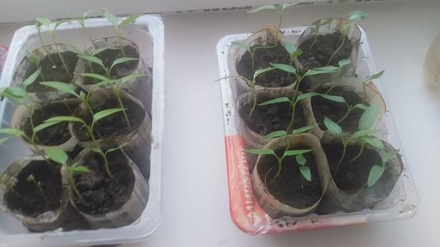 VID_20250627_115457.mp4