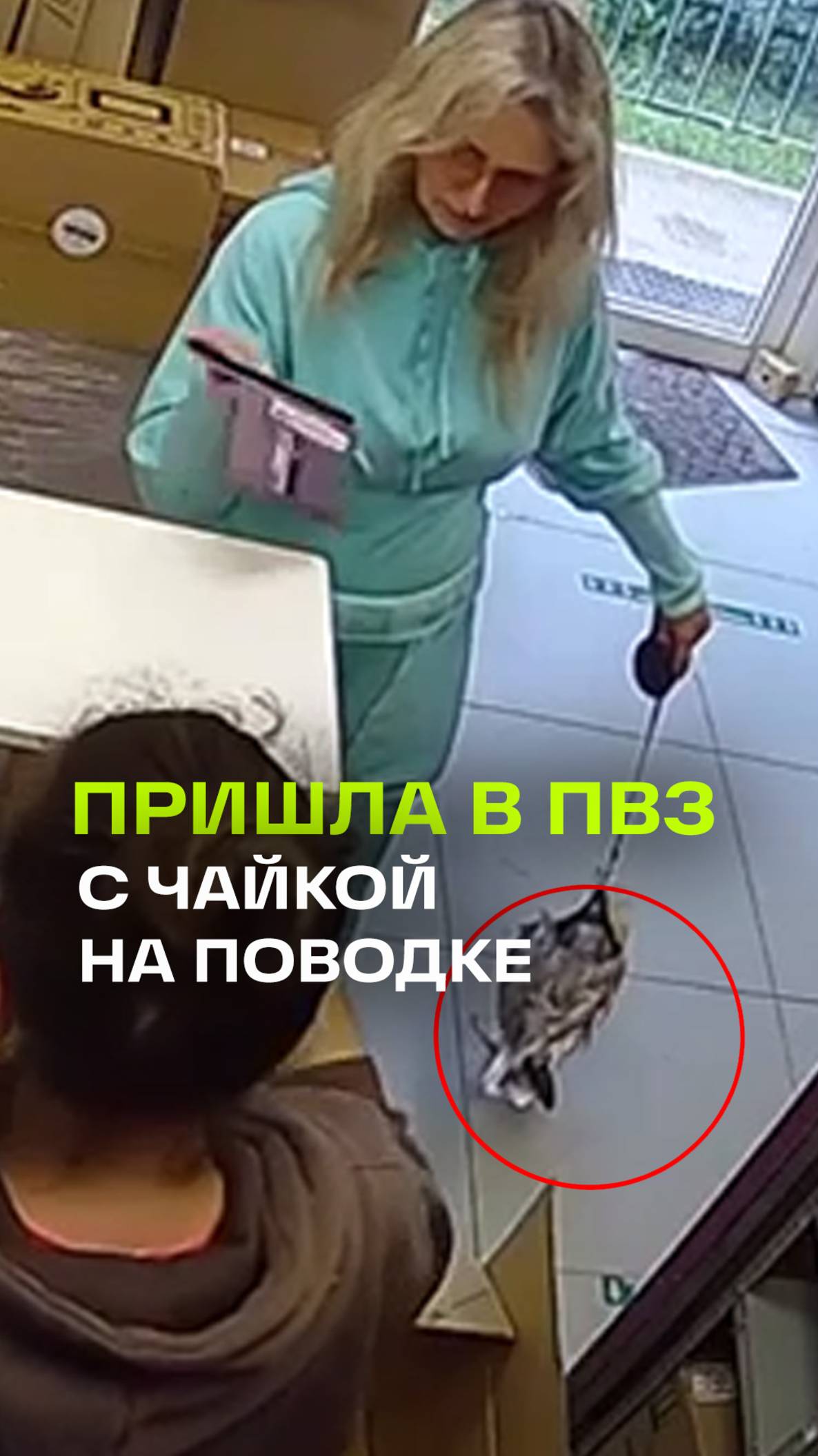 Питерский вайб. Женщина выгуливает чайку как собаку
