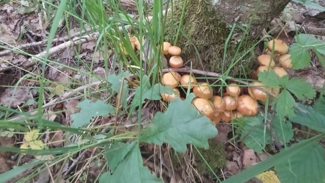Первые Летние Опята. Грибы Ворушки.