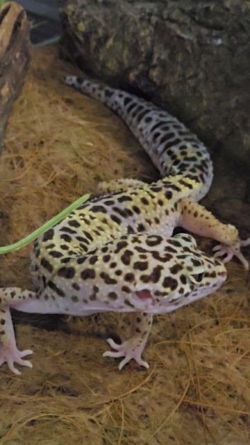 #ящерица #reels #short #shorts #margo #shortvideo #shortsvideo #lizards #surprise #happy #beauty #jo
