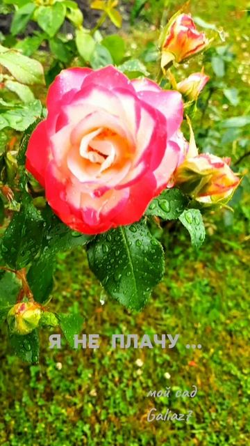 Роза под дождём