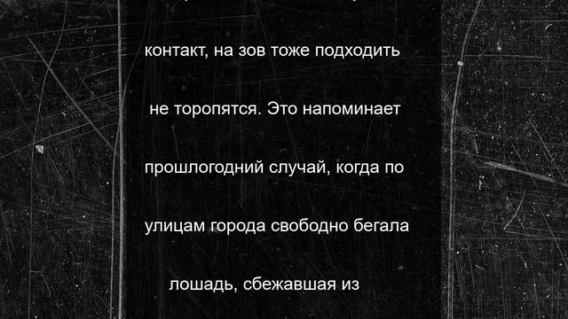 В Переславле разгулялись два осла