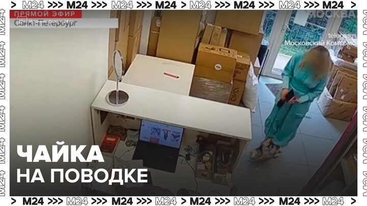 В Петербурге девушка привела в пункт выдачи чайку на поводке - Москва 24