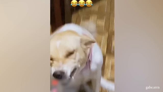 У меня самые странные собаки на свете