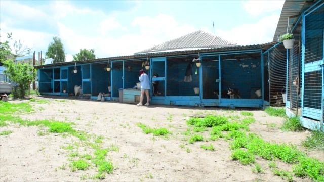 Правительство Воронежской области провело опрос об эвтаназии бездомных животных