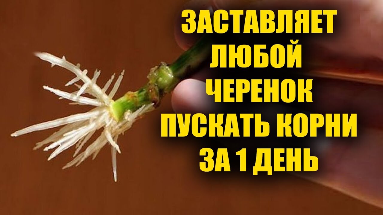 Легчайший метод для укоренения любого черенка! Укоренение различных растений, от роз до винограда!