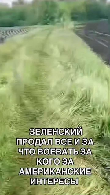 За  последний год, Украина продала пшеницы и злаковых на внешние рынки в два раза меньше чем в 2022