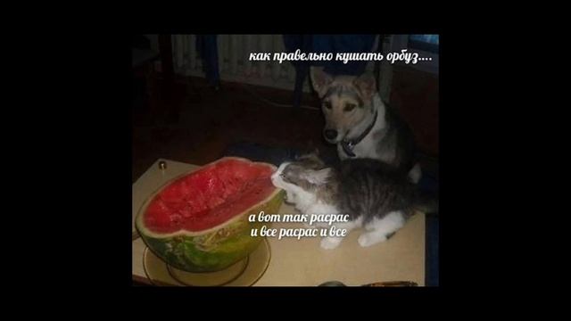 курочка сушка|мемы 5