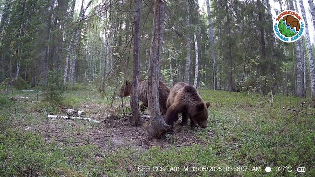 13.05.2025.Бурый медведь.Заповедник Большая Кокшага.Медведица с двумя двухлетними пестунами