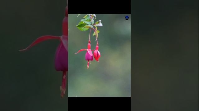 1000146287.mp4