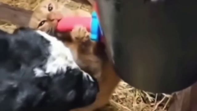 Молоко вдвойне вкусней, если отжал у теленка😈😂