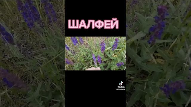 Шалфей