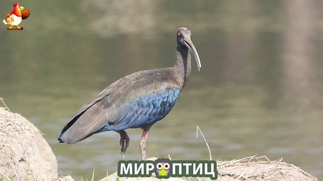Мир птиц – красота и грация пернатых созданий Природы 🦩🦚🦜 Выпуск (248) 🦉🐦🐤