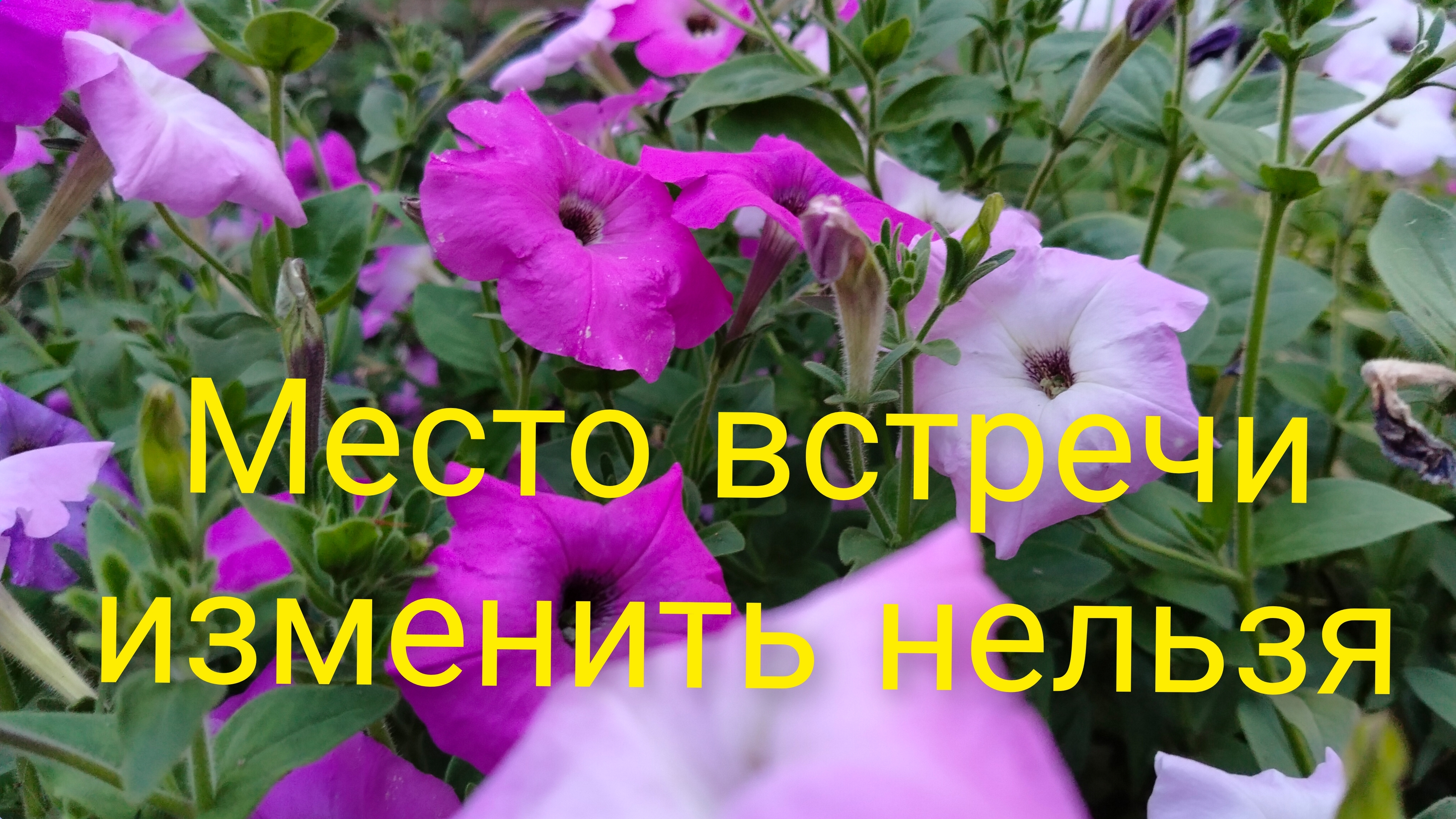Однажды на Кубани.Разговорчики.Кабачки в дело.Сама напросилась.