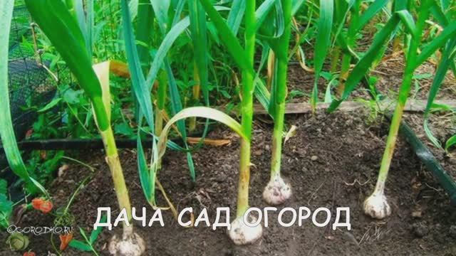 ЧЕСНОК - ПОЧЕМУ ЖЕЛТЕЮТ ЛИСТЬЯ,МЕТОДЫ БОРЬБЫ ЗА ХОРОШИЙ УРОЖАЙ