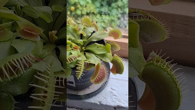 Мухоловка жрёт колорацкого жука