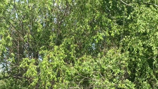 #песенка ПРО ТАËЖНЫЙ ХУТОРОК 1000050662.mp4