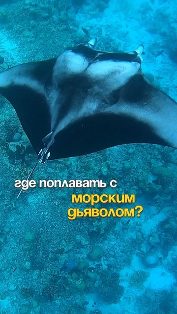 Лучшие места для встречи с морскими дьяволами (мантами)