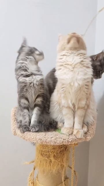 Евро с Джун и Жастином.