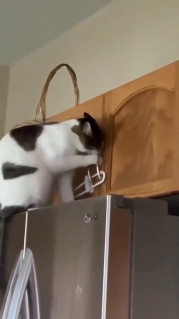 Котик пытается открыть дверцы ❤️🐈😍🤩