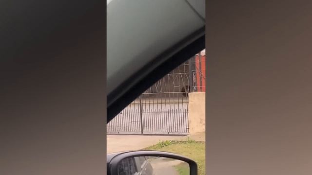 Хаски драматизируют в течение 10 минут САМОЕ СМЕШНОЕ видео с животными