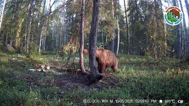 10.05.2025.Бурый медведь.Заповедник Большая Кокшага.Двухлетний медвежонок пестун встал на задние