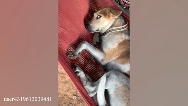 ЛУЧШИЕ видео с собаками на Хэллоуин 2023