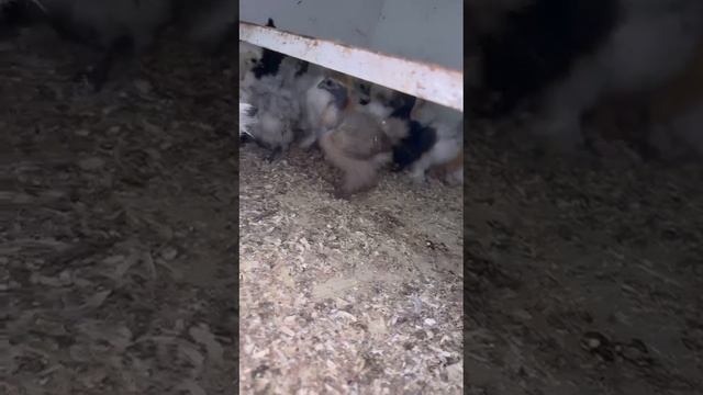 WhatsApp Video 2025-06-27 at 10.45.10