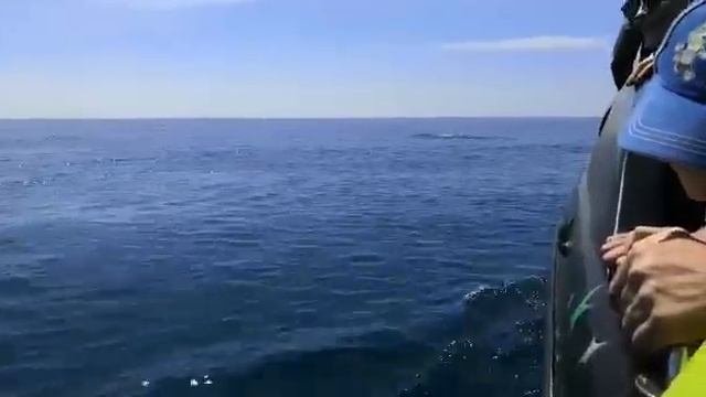 Дельфины 🌊🐬. Судак