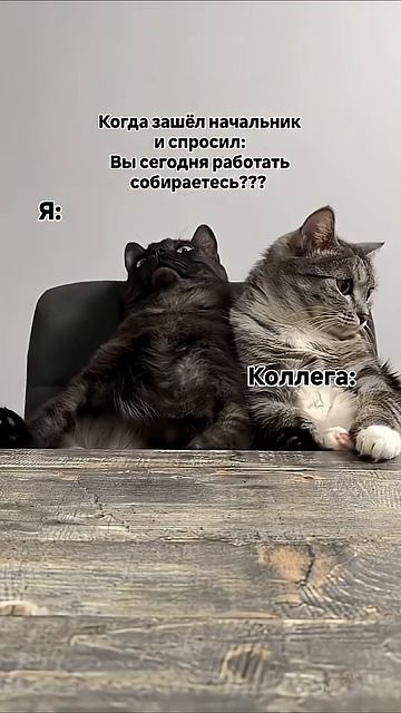 Вы сегодня работать собираетесь?