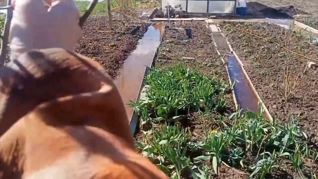грунтовые воды