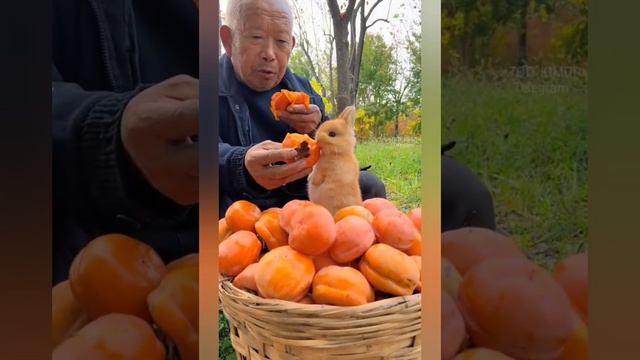 1000004843.mp4. ПОСТАВИМ ЛАЙК 👍👍👍