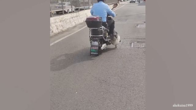 Забавная и уморительная собачья жизнь