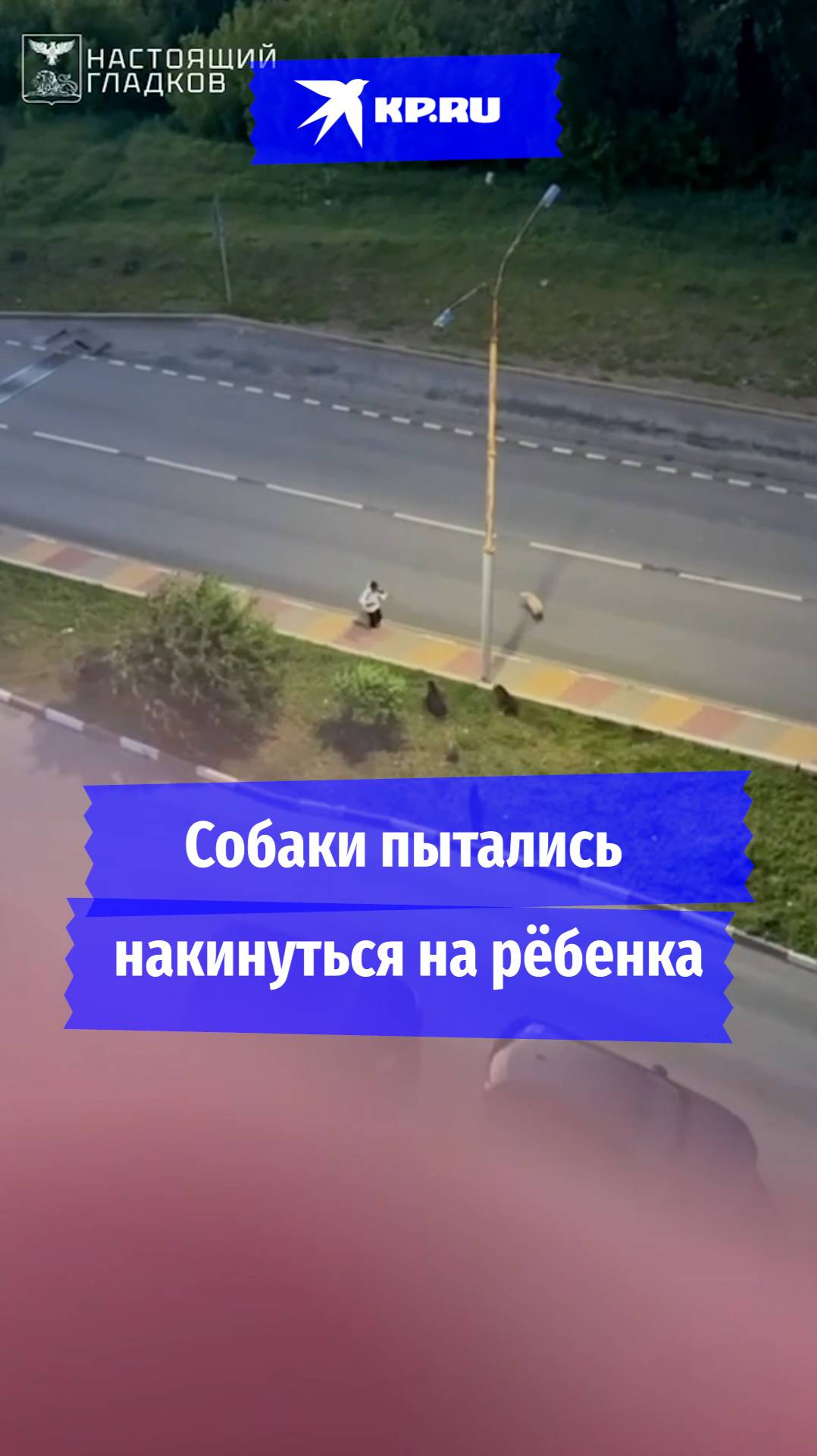 Бродячие собаки чуть не набросилась на мальчика