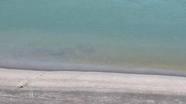 🌊Биологи Китая борются за сохранение беспёрых морских свиней