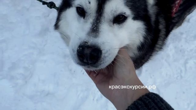 В ГОСТИ К ХАСКИ