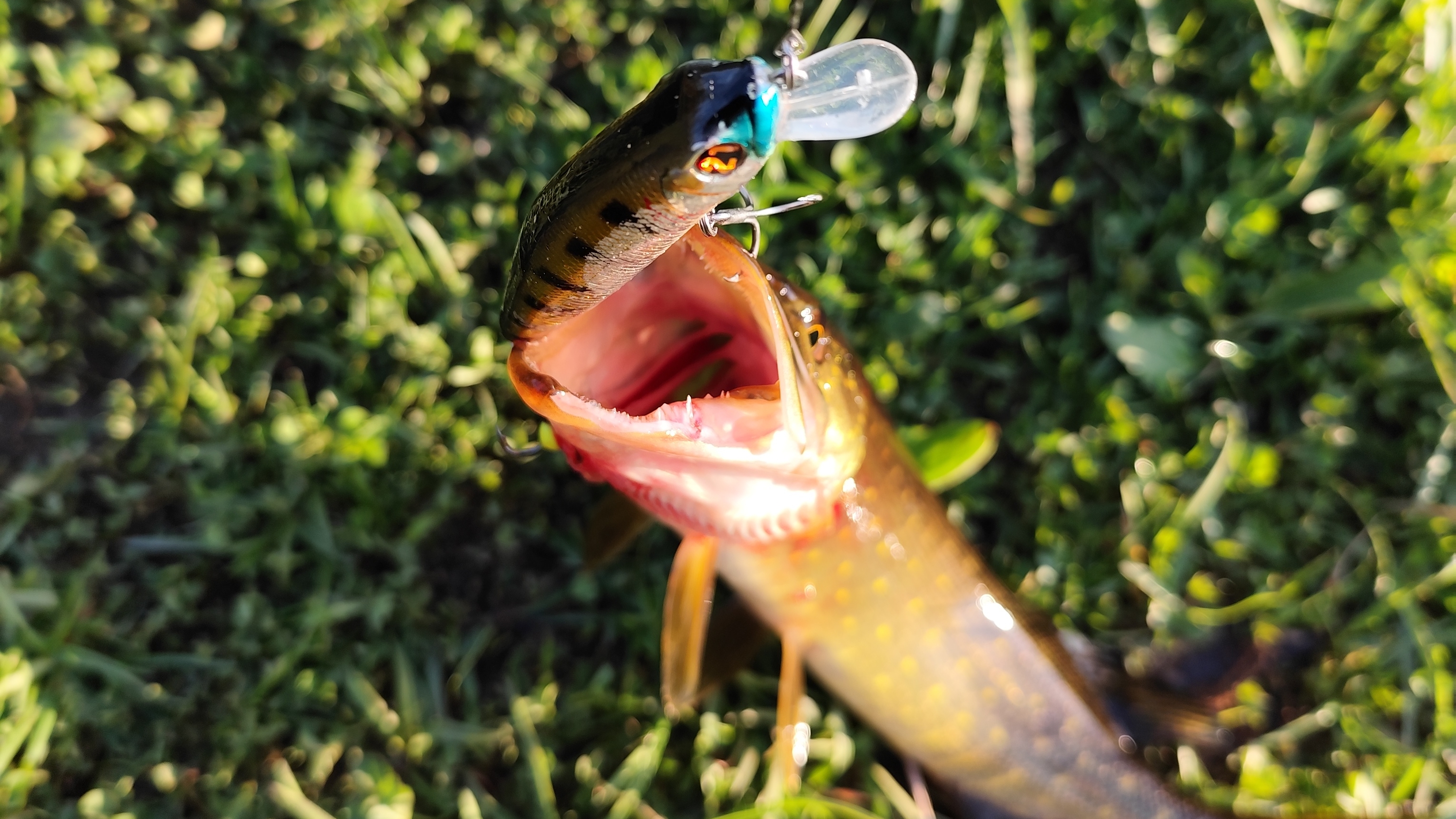 ЩУКА ИЛИ ВОБЛЕР МНЕ В КОЛЕНО!#хобби#рыбалка#fish#fishing#природа#отдых#рыба#shorts#красота