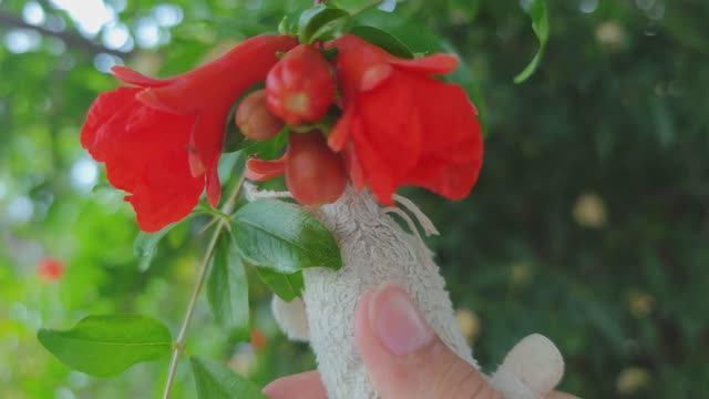 Худыша показывает ребятам как цветет чудный гранат