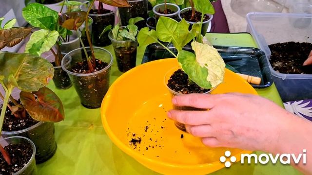 КОМНАТНЫЕ РАСТЕНИЯ(ЦВЕТЫ).НОВИНОЧКА С ОЗОН И МОИ СИНГОНИУМЫ.
