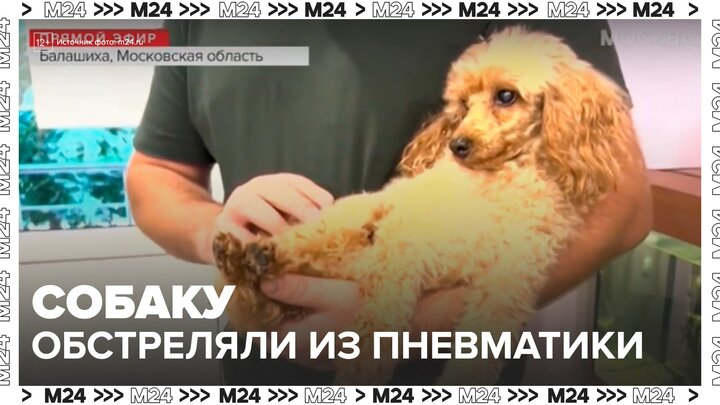 В Подмосковье собаку обстреляли из пневматики - Москва 24