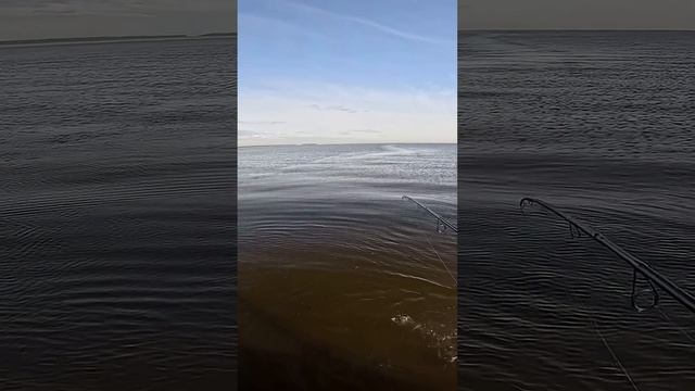 Наловили немножко на Ладоге #рыбалка #спиннинг #щука #окунь #shorts #fishing #копчение #топ