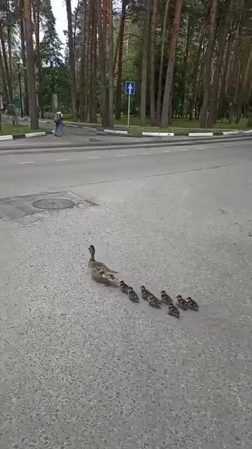 🦆В Дубне мама-утка повела детей через дорогу🦆