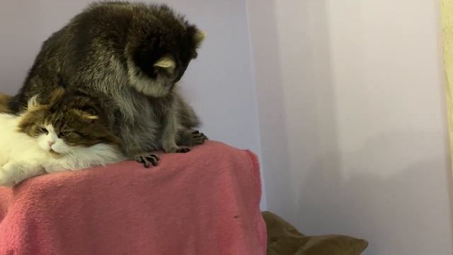 Енот Марсель выкинул с места кота Лунтика.
