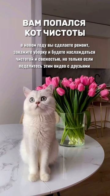 🧼 Мы — про порядок, уют и тишину.