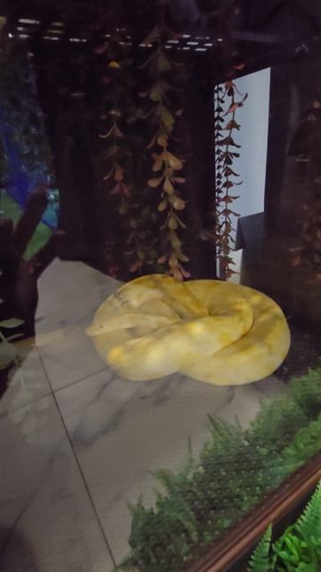 #змея #reels #short #shorts #margo #shortvideo #shortsvideo #snakes #nature #surprise #anymals #joy