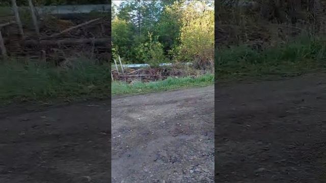 К нам пришел медведь