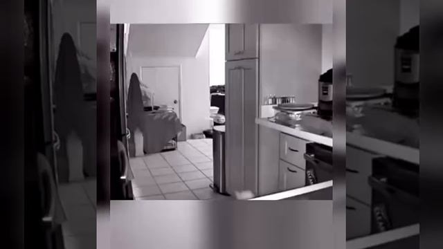Котики/Фольга