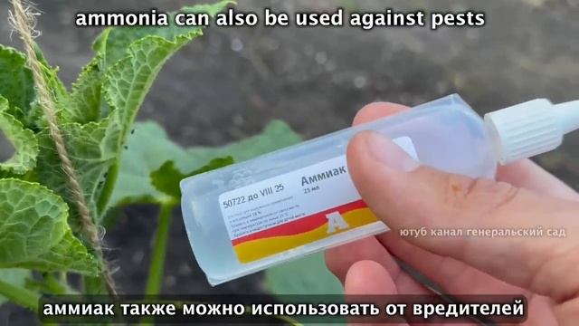 Пару капель в июне — и ваши огурцы, томаты и перцы начнут плодоносить, как никогда раньше!