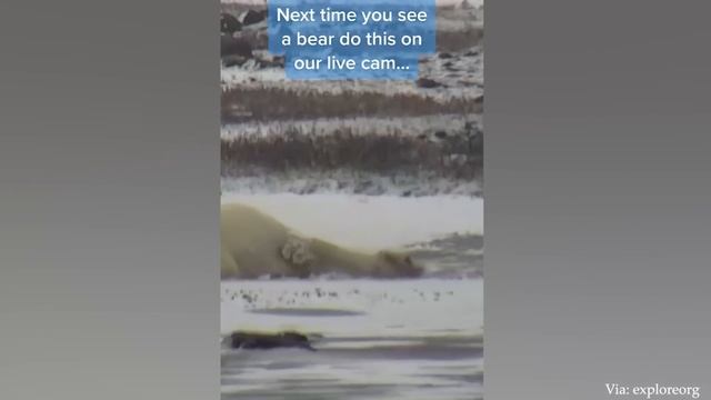 Забавные животные, которые приведут Вас в Восторг - Самые смешные видео с животными 2023