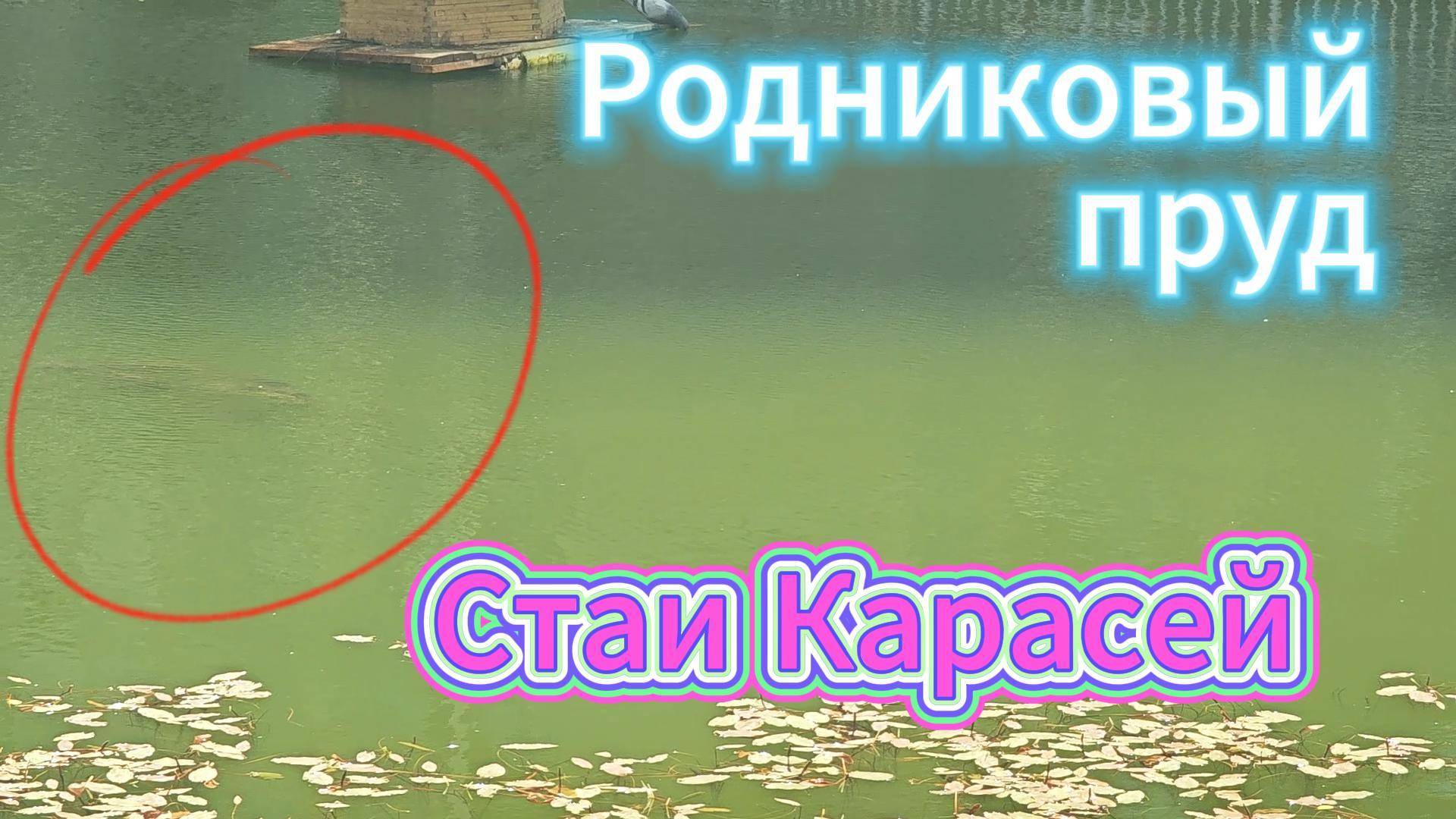 Жильцы ЖК создали рай для рыб? Дрон подтверждает: караси толстеют, утки няньчат утят, вода живая